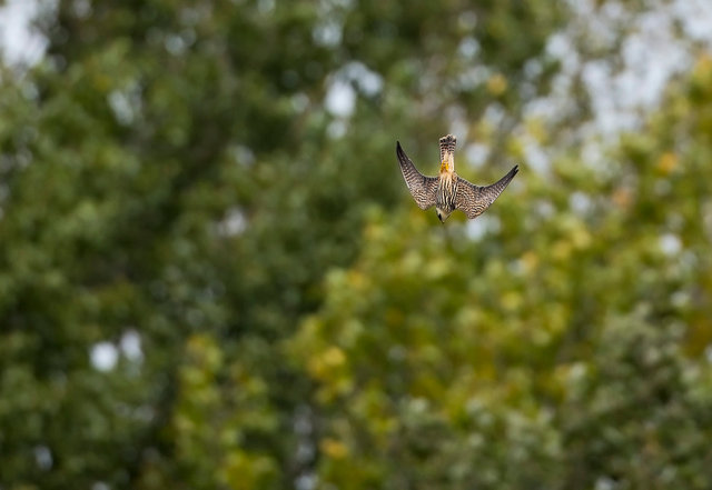 Hobby