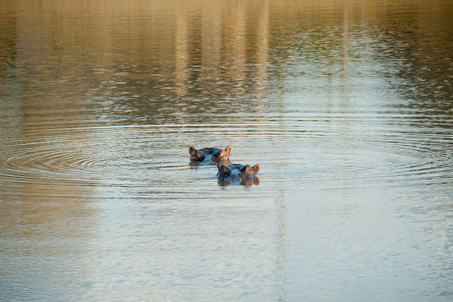 Duo Hippo