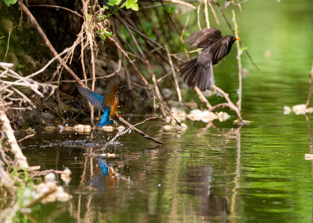 Kingfisher and blackbird