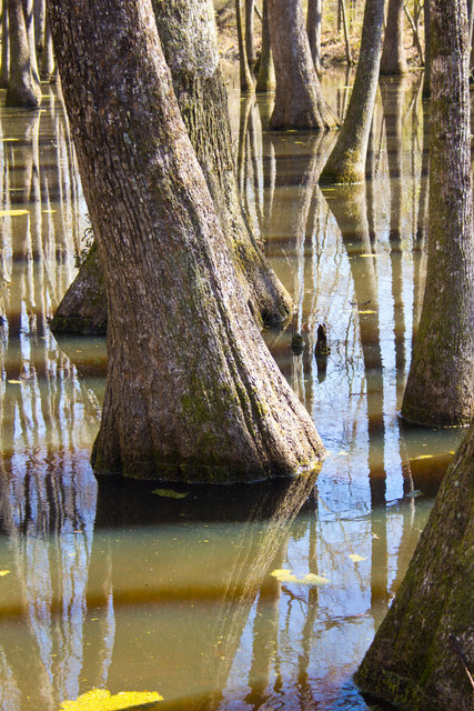 swamp 1