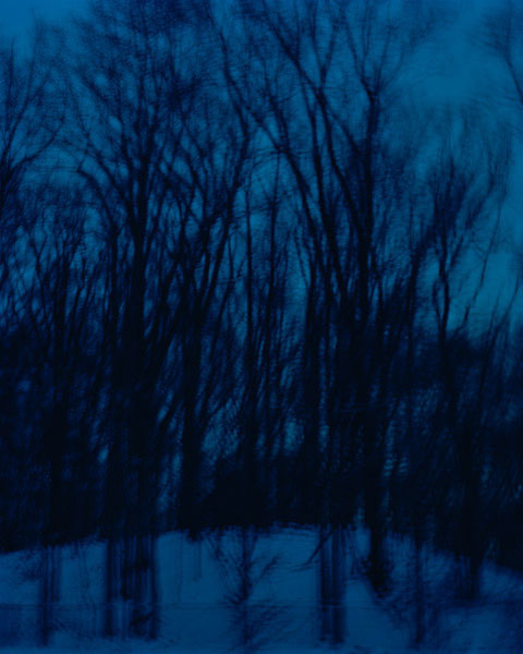 Trees in the Twilight, New Jersey, 2008