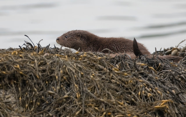 Otter cub