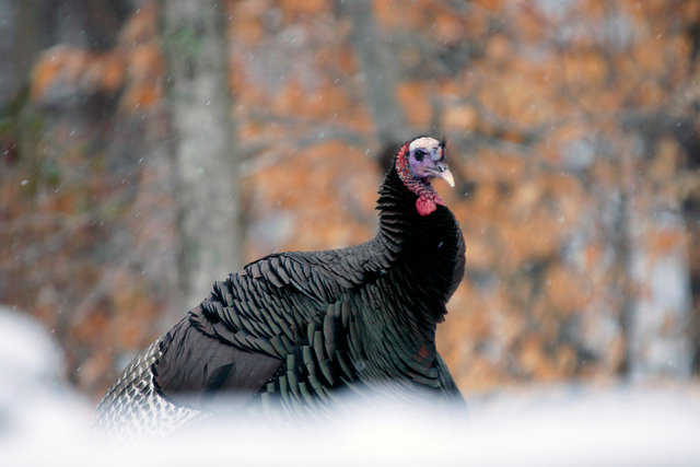 Wild Turkey, early spring, southern Ohio