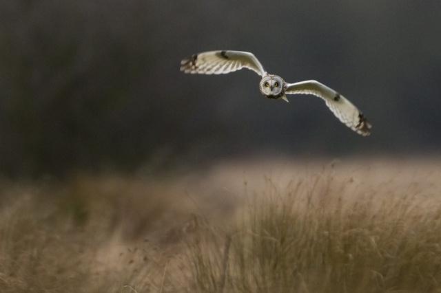 Short-eared Owl