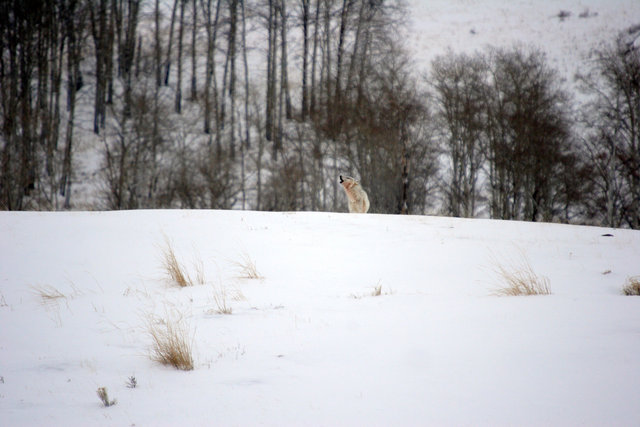 Gray Wolf (a.k.a. Timber Wolf) howling, Yellowstone N.P.