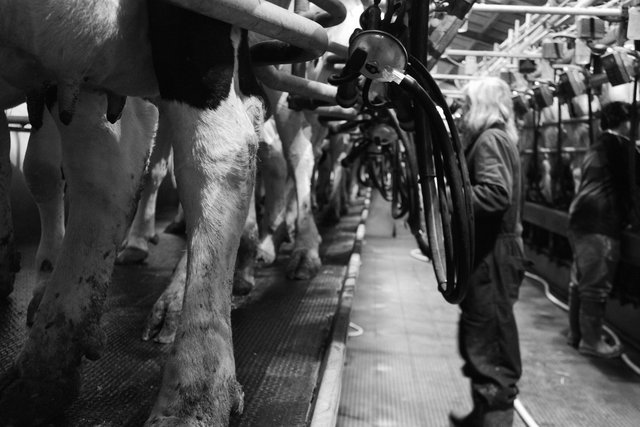 Milking Pit, Bosley Mill Farm, Gloucestershire