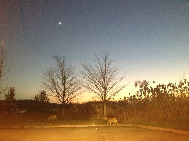 deer!!!!.jpg