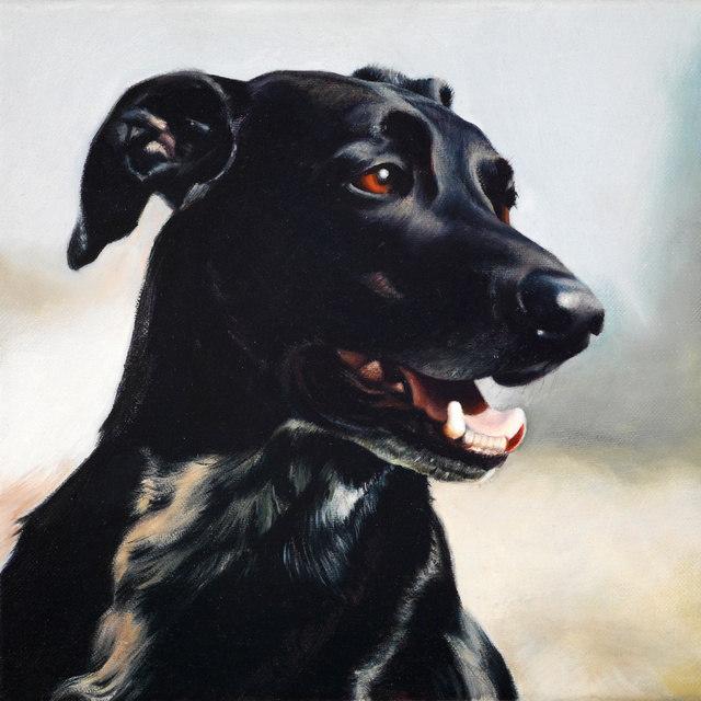 Breed: Rescue / "Tommy"