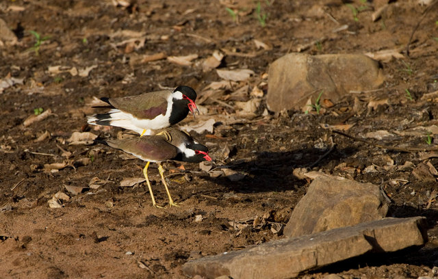 Red-wattled Lapwings mating
