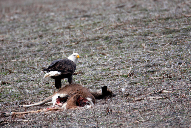 Bald Eagle, Ohio