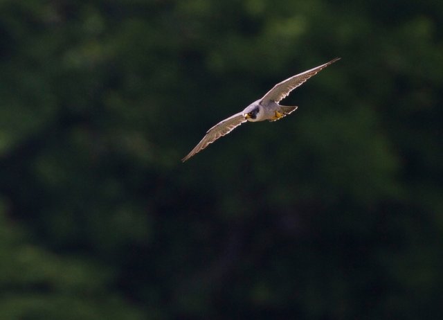 Peregrine falcon