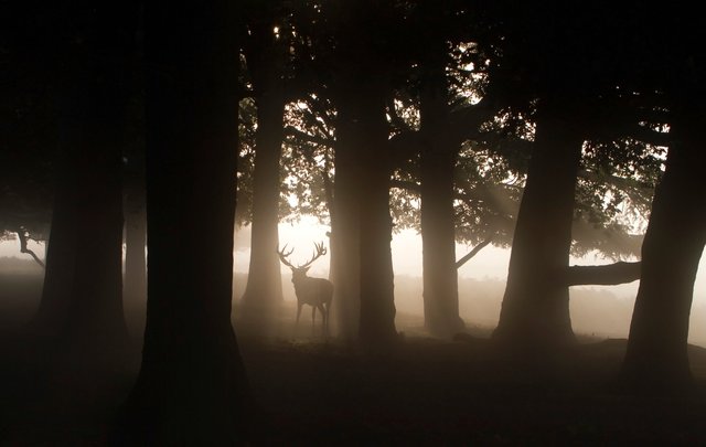Red deer stag