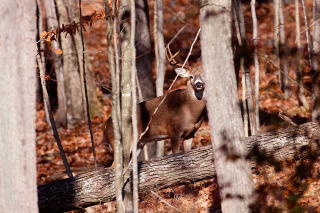 White-tailed buck, southern Ohio