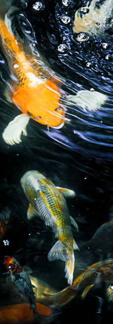 Poissons 4