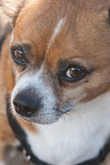 The Dogfather