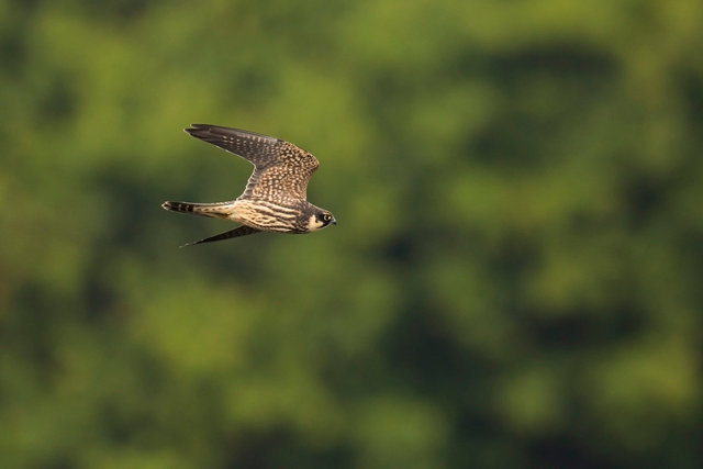 Hobby