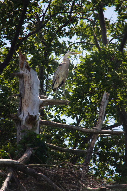 Great Blue Heron.jpg