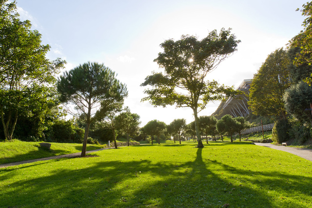 Coastal Park Trees.jpg