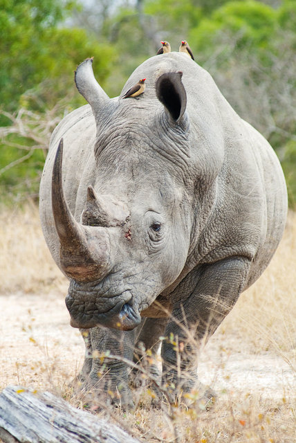 Rhino with Friends
