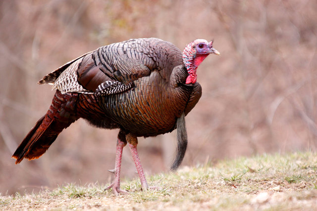 Wild Turkey, Spring, Ohio