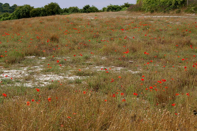 Fields & Flowers near Totternhoe (2) VB.JPG