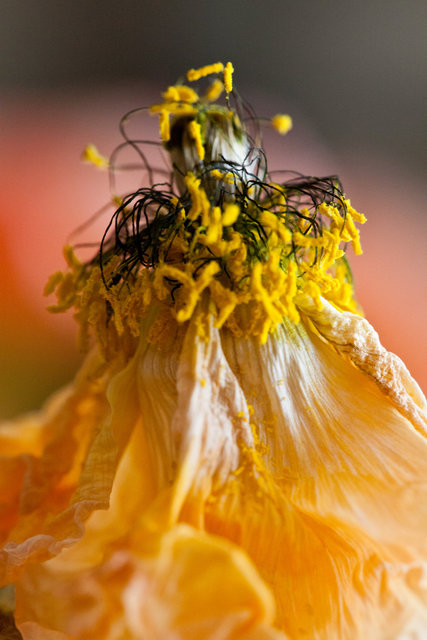 Creamsicle Poppy