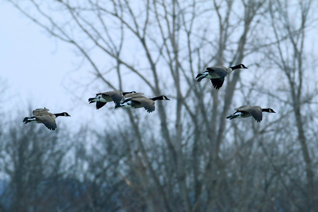 Canada Geese, February, southern Ohio