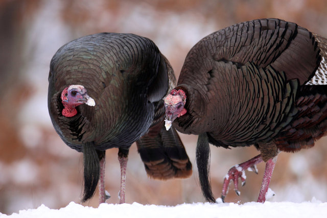 Eastern Wild Turkey, winter, Ohio