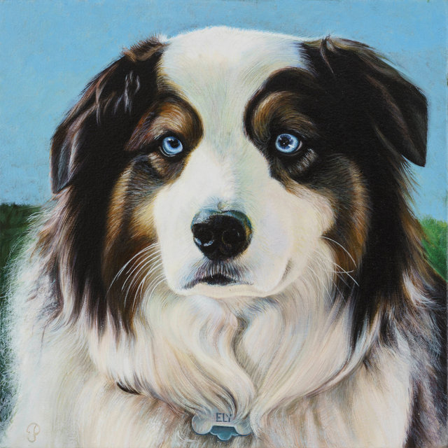 Breed: Boarder Collie / Ely