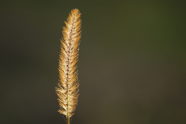 Gras
