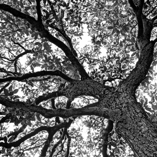 Tree_Lower_left_6x6.jpg