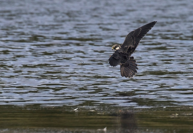 Hobby catching dragonfly