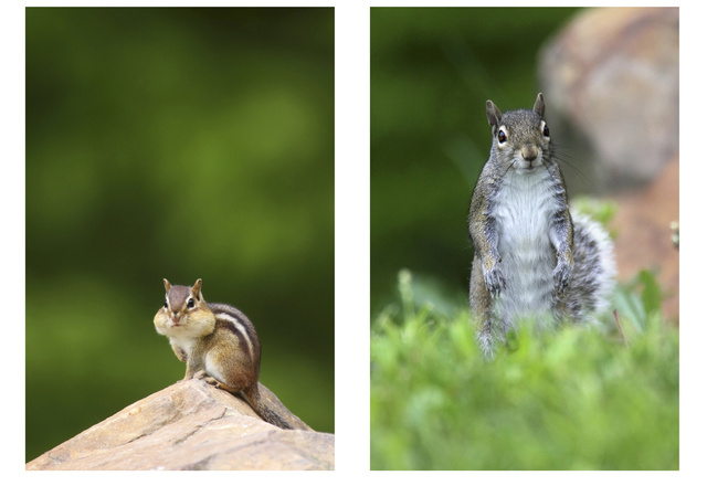 (left) Eastern Chipmunk, OH; (right) Eastern Gray Squirrel, OH