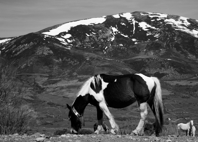 viewbook mountain horse 741af64220776f79d9701f881ae609a1_large.jpg