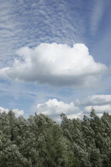 wolk en bometoppen