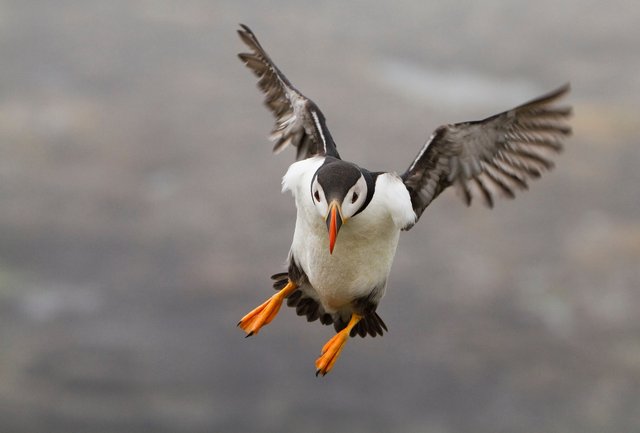 Puffin