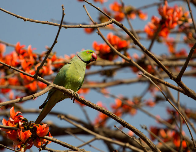 Rose-ringed Parakeet