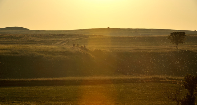 Sur le chemin de Fromista, Castille