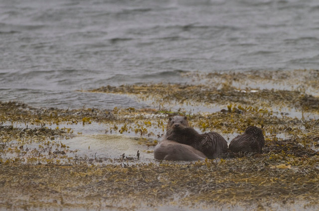 Otter mother and cubs