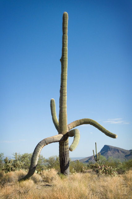 Saguaro West III