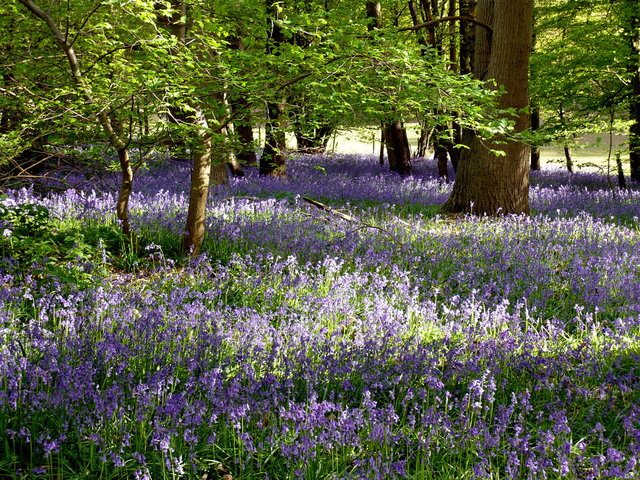 Bluebells near Ayot Green Way (3) VB.JPG