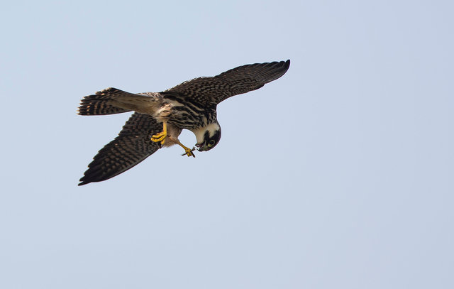 Hobby eating dragonflies