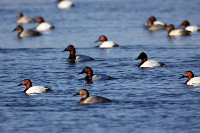 Canvasbacks, southern Ohio