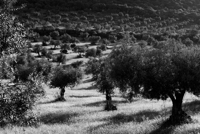Champ d'oliviers près de Zafra, Estremadure