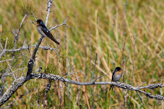 Welcome Swallows on Blue Fish Trail (7) VB.JPG