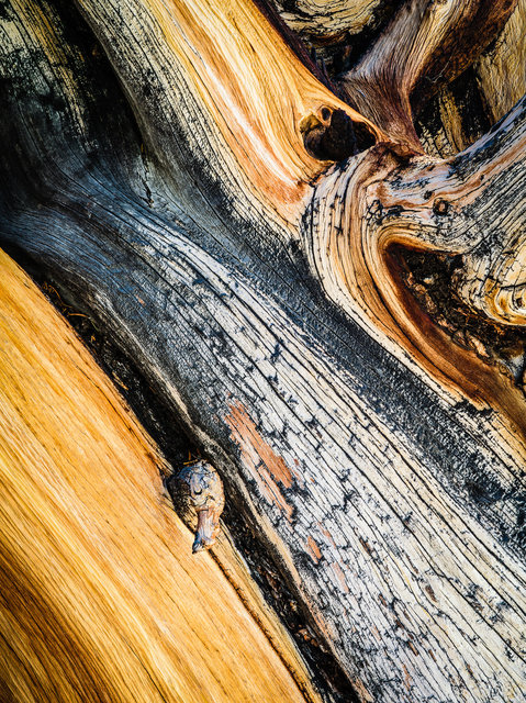 Bristlecone pine detail