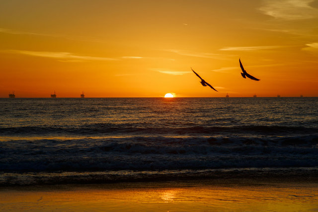 Seagulls Sunset and Oilrigs