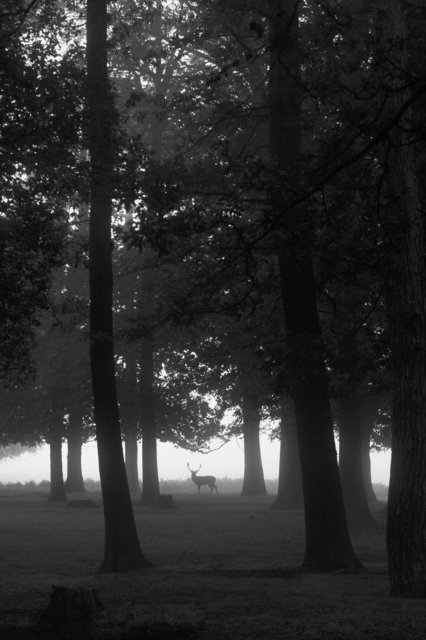 Fallow Deer Buck