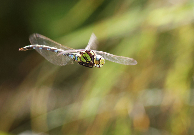 Southern hawker dragonfly