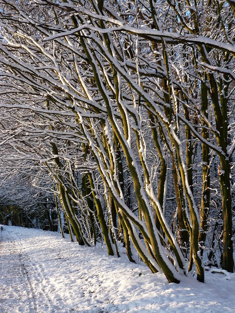 Snow on Ayot Greenway (3) VB.JPG